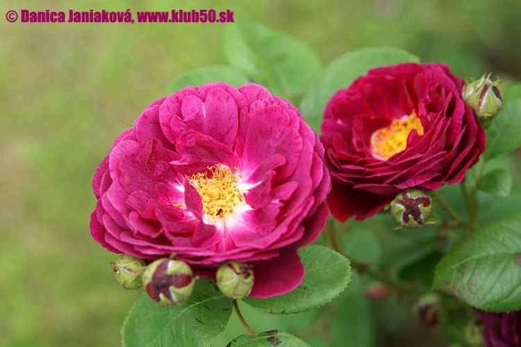 V badenskom kráľovstve ruží