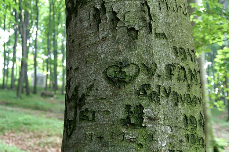 Zostavte si rodokmeň