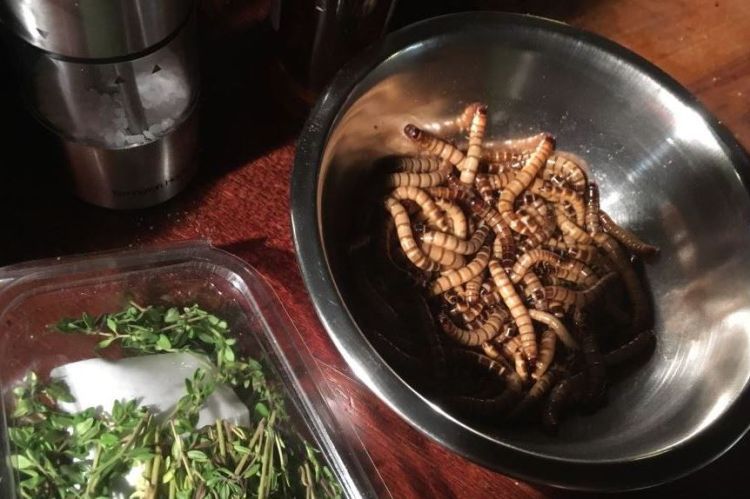 Už ste jedli larvu červíka? Hm? A čo cvrčka? Alebo škorpióna?