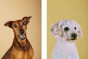 Unikátne portréty zvierat